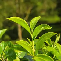 hearing aid - greenTea